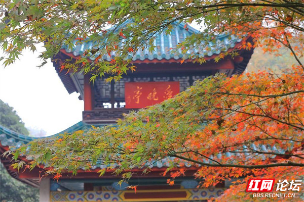 嶽麓山楓葉盛宴正式開啟！你準備好了嗎？