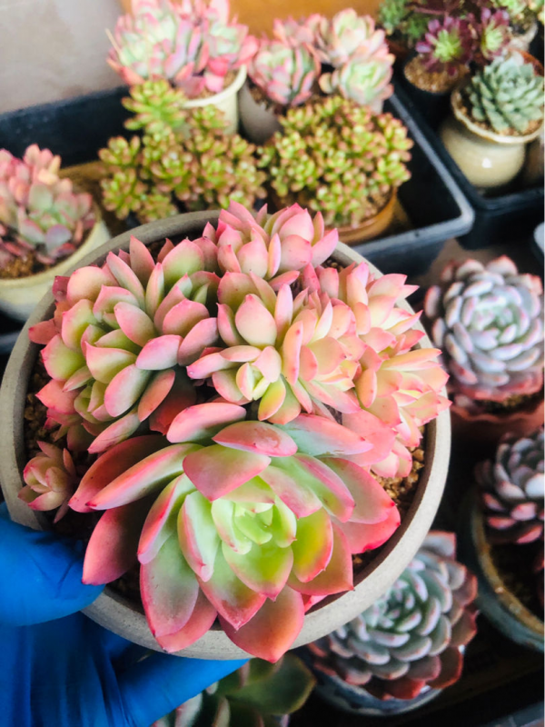 養花不能忽視花盆，選好了花長得壯，選錯了花都死翹翹