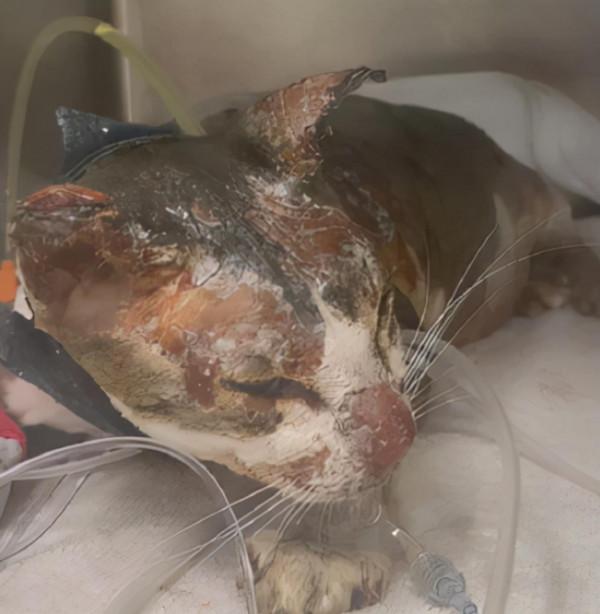 男子為了挽回分手女友，竟往貓咪身上倒開水：心也未免太狠了