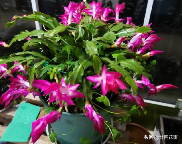 進入11月,6種花值得買,從冬開到春,春節也不停歇 進入11月,6種花值得買,從冬開到春,春節也不停歇