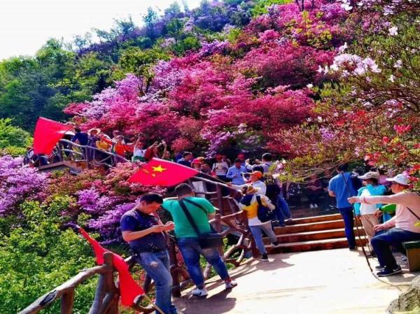 英山天馬寨杜鵑花海