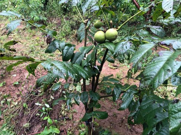 核農聊核桃 核農聊核桃