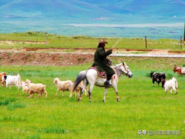 為啥在內蒙古大草原上，當地人更愛煮羊肉，而不是美味的烤羊肉？