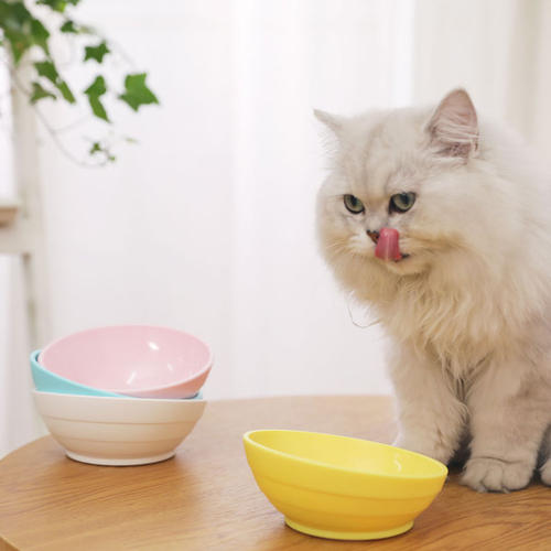 有貓糧為啥還要準備主食罐？從貓咪營養需求出發，乾糧是最後選擇