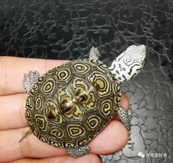 形成龜掉價的這幾個原因,有的確實可以撿漏 形成龜掉價的這幾個原因,有的確實可以撿漏