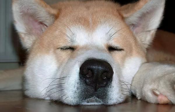 貧民窟養狗：家庭養狗必備藥，省下不少錢