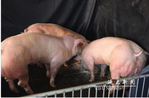 變異“肌肉”豬:人類透過基因改造,製造出來的怪物,你敢吃嗎 變異“肌肉”豬:人類透過基因改造,製造出來的怪物,你敢吃嗎