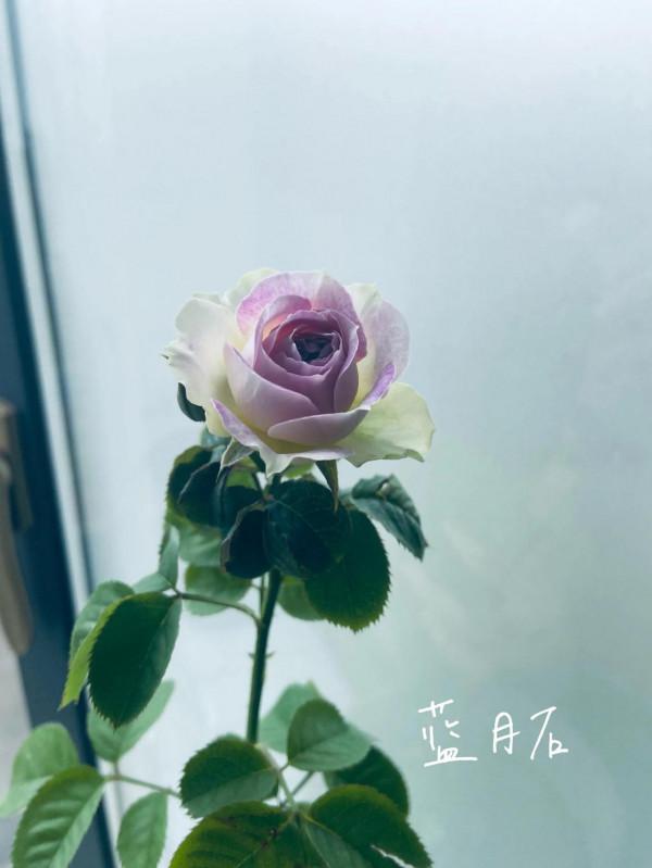 秋天的收穫：月季