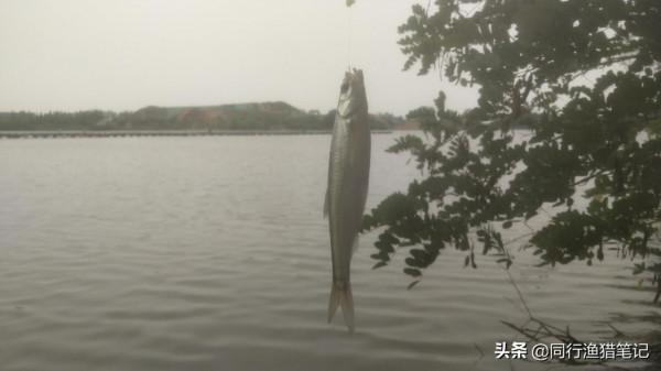 72歲老大爺在河邊釣魚，拿出兒子送的300一支的浮漂，結果悲劇了