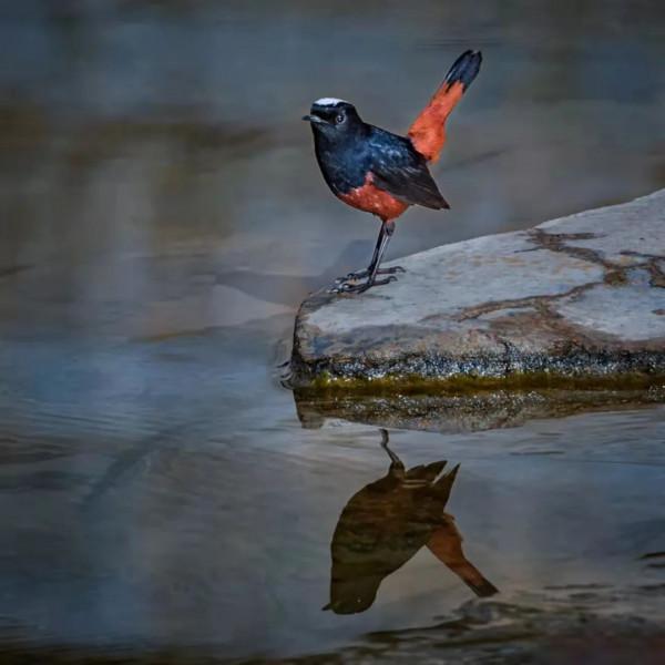 京西驚現白頂溪鴝!在平原地帶屬罕見鳥種 京西驚現白頂溪鴝!在平原地帶屬罕見鳥種