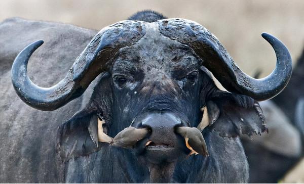 監守自盜的赤腳醫生,兼職吸血鬼的保潔人員:牛椋鳥 監守自盜的赤腳醫生,兼職吸血鬼的保潔人員:牛椋鳥