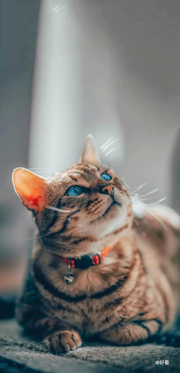 高畫質桌布丨超好看的寵物手機桌布，喜歡小動物的你不要錯過哦