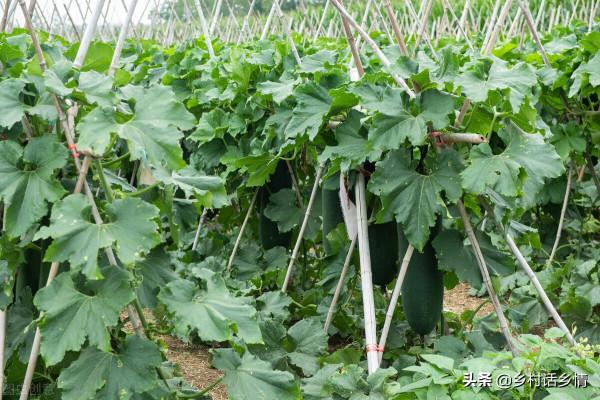 種蔬菜少有人用過的六個土方法,經濟實惠,比施肥噴藥還管用 種蔬菜少有人用過的六個土方法,經濟實惠,比施肥噴藥還管用