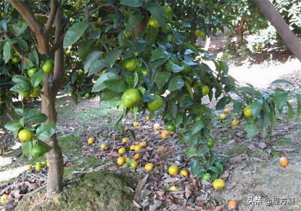 柑橘種植技術｜柑橘一年需要施幾次肥，如何施肥？