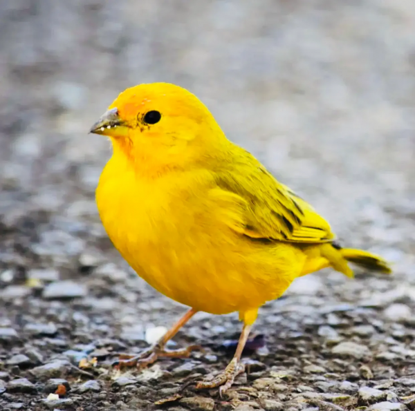 珍稀鳥兒60種，喜歡的來看了