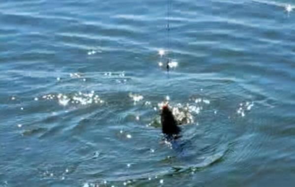 想成為令人敬仰的垂釣高手嗎?我這裡有個捷徑,大家不妨一試 想成為令人敬仰的垂釣高手嗎?我這裡有個捷徑,大家不妨一試