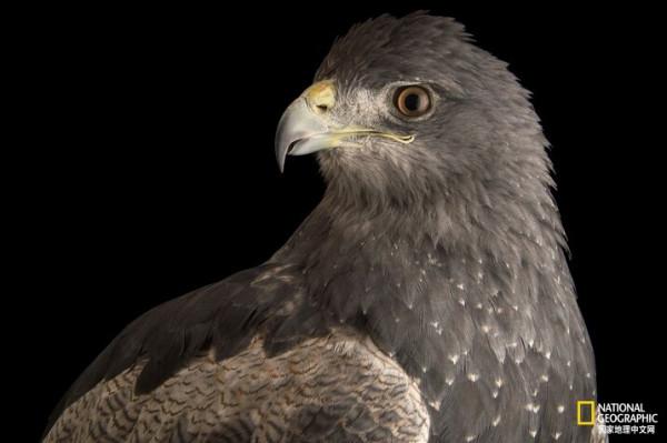 同樣都是雕,差距咋那麼大呢? 同樣都是雕,差距咋那麼大呢?