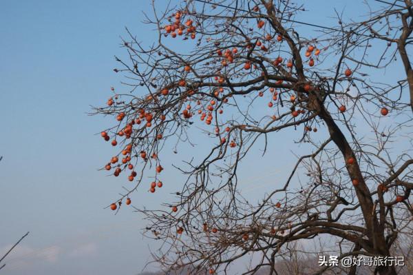 秦嶺二房山大灣裡，山路上隨處可見的的柿子樹，大多都沒有人採摘