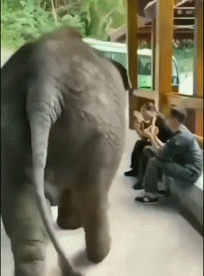 35個硬核動物鏡頭：狠人騎電動車馱鱷魚回家，狂躁症貓咪見人就打