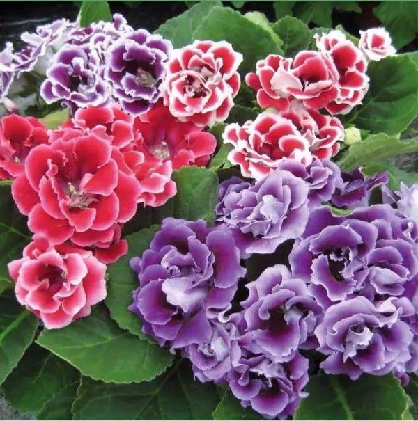 “人間富貴花”大巖桐，大半年都在開花，摘片葉子撒土裡就生根