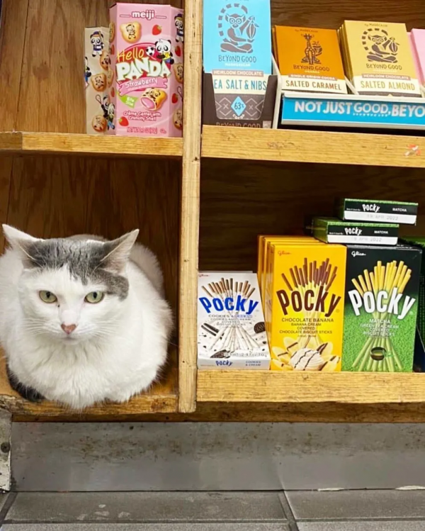 好勤勞的貓貓，小小年紀就出來打工補貼家用了