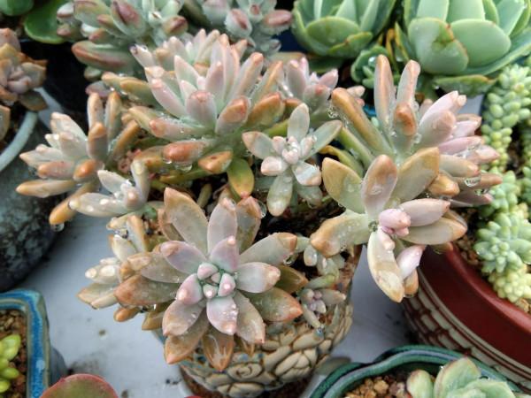 給多肉用鋪面石好處多,可一種常見的大問題卻是鋪面石造成的隱患 給多肉用鋪面石好處多,可一種常見的大問題卻是鋪面石造成的隱患