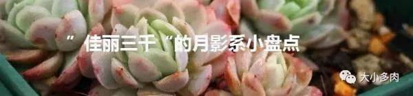 盤點盤點多肉界的“美人”們，個個顏值爆表，你養過哪幾種？