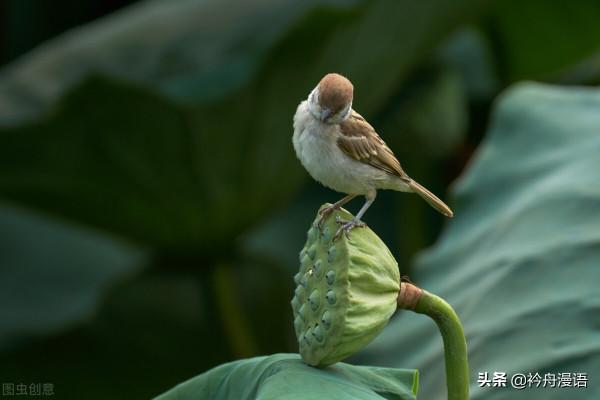 荷花與鳥兒的美麗邂逅