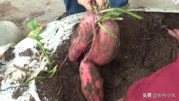 在家用蛇皮袋種紅薯，方法省事又省地方，5個月後能收穫一大袋