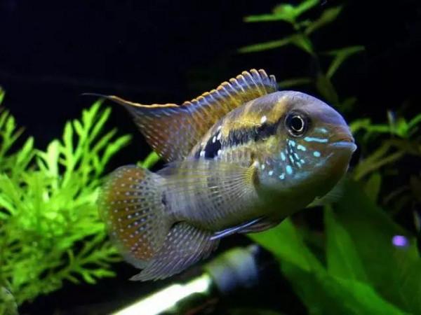 70種珍貴的魚欣賞（圖）