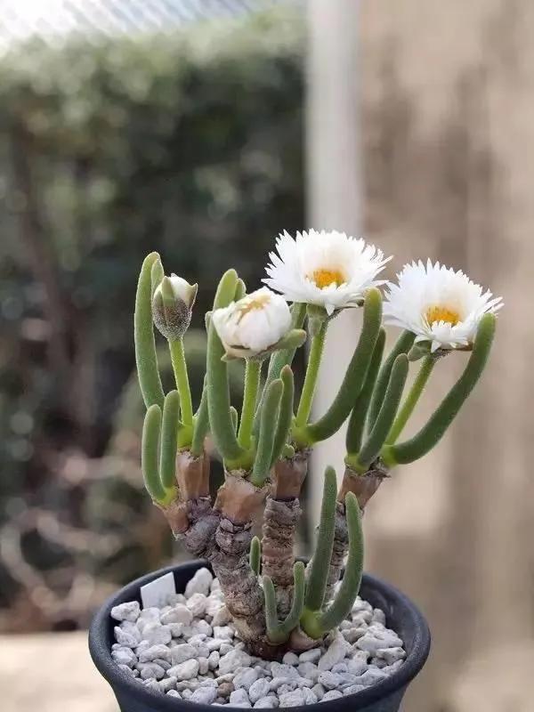 50種多肉開花欣賞，你養的開花了嗎？快來曬曬