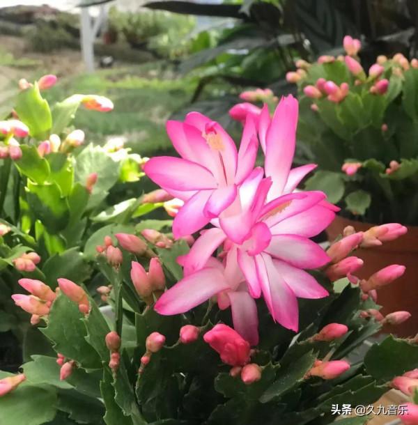 分享——美麗動人的蟹爪蘭