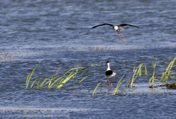 生活在溼地的鷸鳥