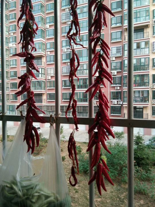 自己動手,豐衣足食,在家裡和車庫前面種的辣椒能自給自足啦 自己動手,豐衣足食,在家裡和車庫前面種的辣椒能自給自足啦