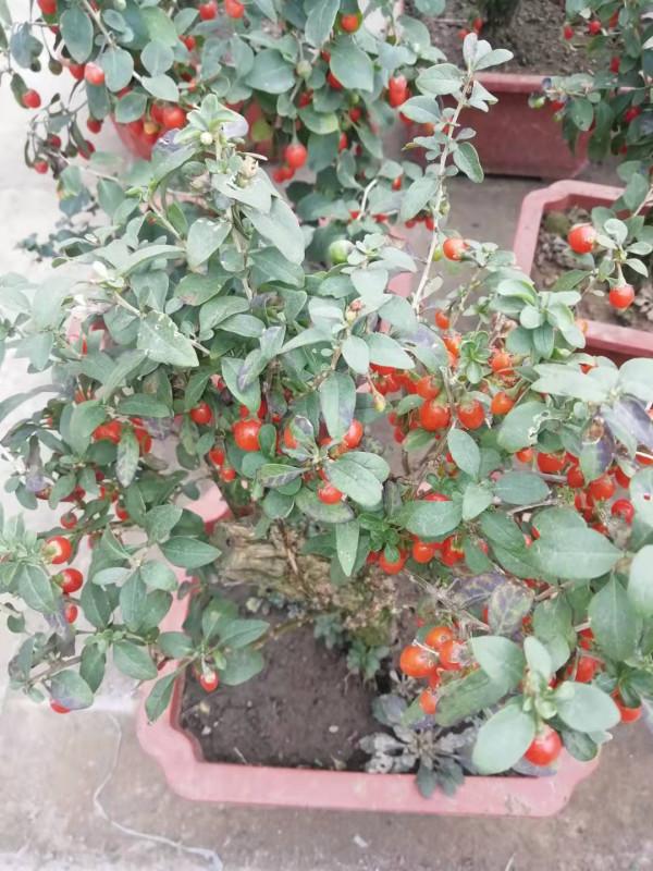 枝繁本是仙人杖,根老新成瑞犬形——金秋枸杞紅 枝繁本是仙人杖,根老新成瑞犬形——金秋枸杞紅