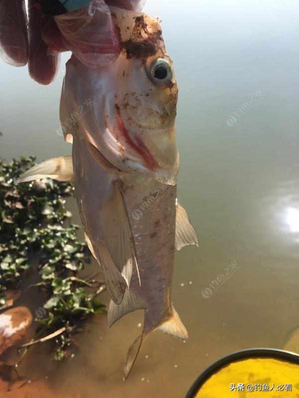 再釣鰱鱅，遇見小雜魚搶窩子，怎麼辦？