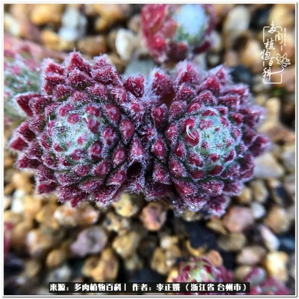 我的多肉，我的小世界