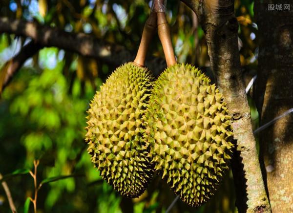 一棵樹上能結300多個榴蓮,為什麼榴蓮還賣那麼貴?看完漲知識了 一棵樹上能結300多個榴蓮,為什麼榴蓮還賣那麼貴?看完漲知識了