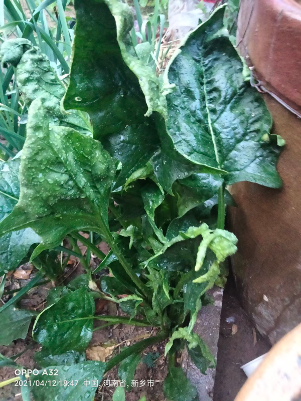 冬天多吃5種“大葉菜”,下雪後比肉都香,能吃到明年春天 冬天多吃5種“大葉菜”,下雪後比肉都香,能吃到明年春天