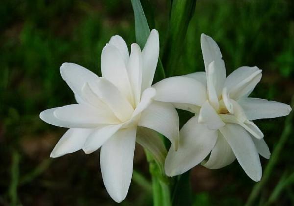 3種“招蟲花”，愛乾淨的人就別養了，更別養在室內