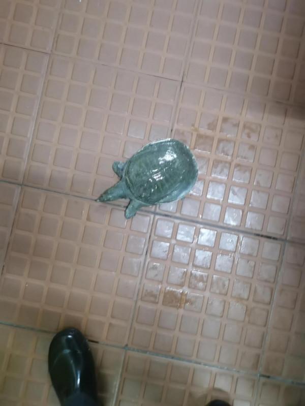 四腳魚一一甲魚