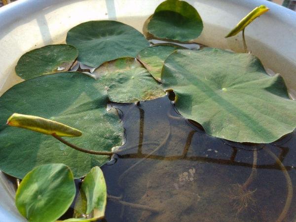 養碗蓮做好3點，開花美得像藝術品，拍的照片像修圖