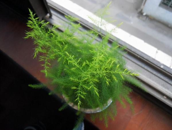 天生“怕曬”的7種花，曬太陽容易黃葉，放陰涼地反而綠油油的