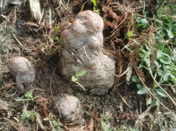 臘月買花，8種花白送都別要，養不活，還惹一肚子氣