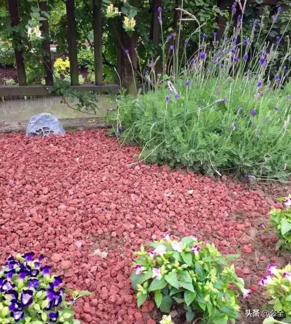 那些比草坪還美的鋪地植物