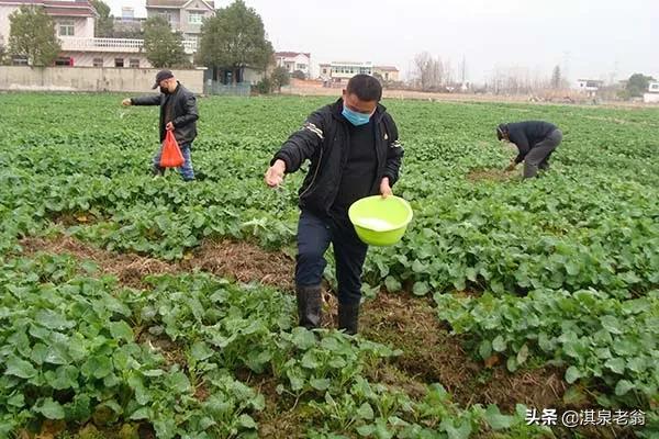 油菜高產計劃施肥技術,你掌握嗎?我來告訴你 油菜高產計劃施肥技術,你掌握嗎?我來告訴你