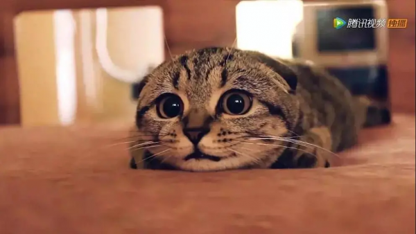 16部超讚自然紀錄片，讓孩子足不出戶看到地球的“真實面目”！