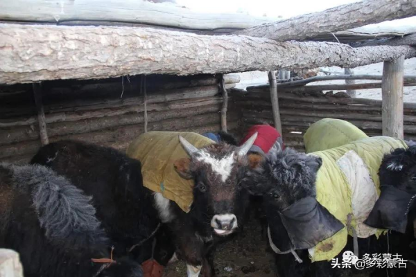 草原牧民人家的一天