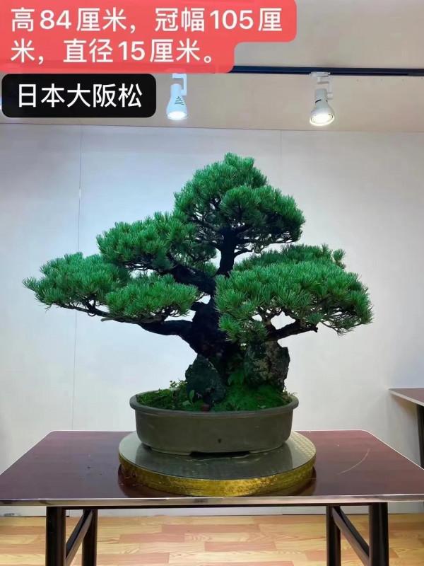 大師製作，難得一見，都是珍藏品