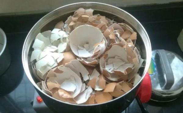 雞蛋殼別扔了，拿來養花施肥一級棒，養分足，土壤松，爆盆快